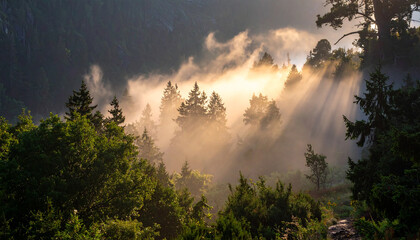 Sunbeams pierce through misty forest canopy illuminating evergreen trees light rays