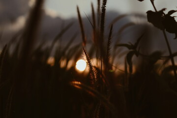 sunset in the grass
