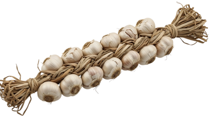 A braid of garlic bulbs tied together with raffia string against a black background in a studio shot