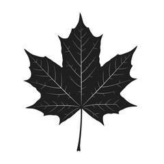 Fototapeta premium Detailed Maple Leaf Silhouette for Autumn Themes, Logos, and Natural Designs