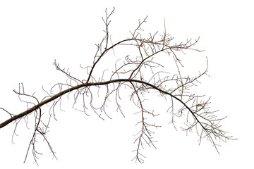 Obraz premium Photo of a natural oak branch with leaves on a transparent background