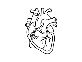 Naklejka premium An outline illustration of a human heart, depicting its anatomical structure with clear lines and detailing the major vessels and chambers