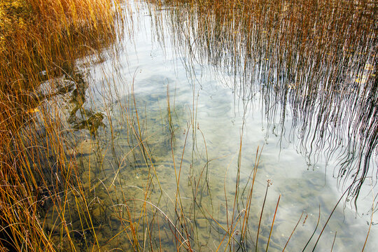 sedge plants reflections in lake water in autumn