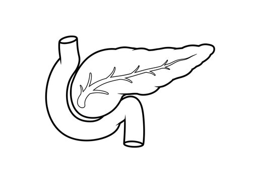 Detailed Line Art Illustration of Human Pancreas and Duodenum for Medical Diagrams and Biological Studies, Highlighting Digestive System Anatomy