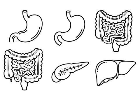 Set of black and white outline illustrations of human digestive system organs stomach, intestines, pancreas, and liver