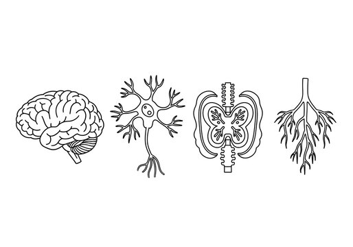 Set of neurology and anatomy line art icons illustrating parts of the central nervous system, including the brain, neuron cell, spinal cord, and nerve roots