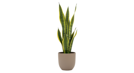 Isolated snake plant in tan pot, indoor plant for home office, popular houseplant, evergreen