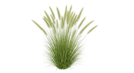 Isolated grass plant for landscaping design, ornamental grass, garden decoration element