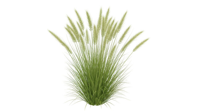 Isolated grass plant for landscaping design, ornamental grass, garden decoration element