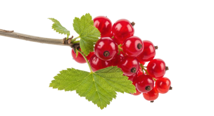 Isolated twig of fresh red currant fruit with leaves, ready for food preparation.