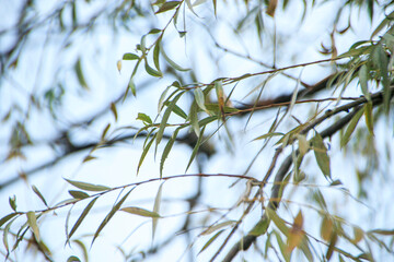 green leaves in the morning sun