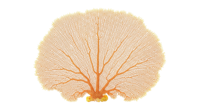 Isolated sea fan on a plain backdrop evokes tropical ocean, marine life, beauty, and calm