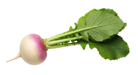 Isolated Turnip with Green Leaves Close-Up, a Nutritious and Healthy Root Vegetable