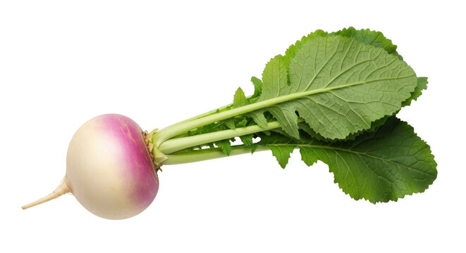 Isolated Turnip with Green Leaves Close-Up, a Nutritious and Healthy Root Vegetable