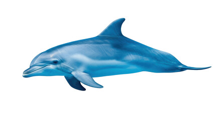 Isolated bottlenose dolphin swimming, marine mammal of the ocean or sea predator