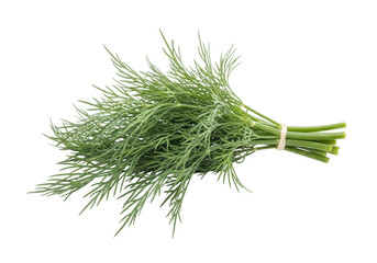 Isolated bunch of fresh dill, a savory cooking herb with delicate leaves and fragrant taste