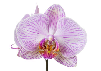Fototapeta premium Isolated Phalaenopsis Orchid blossom with lavender petals and yellow center, nature's beautiful art