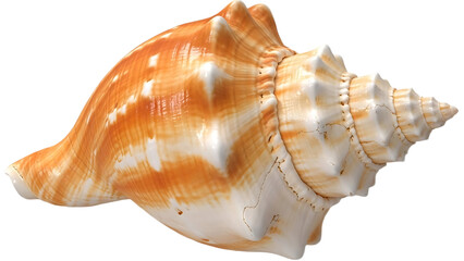 Obraz premium Close up of a conch shell with orange and white coloring against a black background in a studio shot