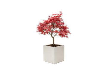 Japanese maple bonsai tree with vibrant red leaves in a tall white pot, isolated on white