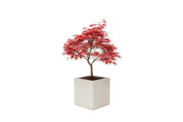 Japanese maple bonsai tree with vibrant red leaves in a tall white pot, isolated on white
