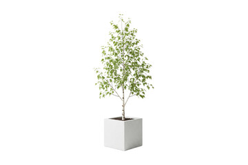 Young birch tree with slender trunk and green leaves in a large white planter, isolated on white