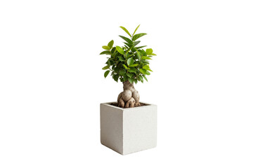 Ginseng Ficus bonsai with thick aerial roots in a square speckled white pot, isolated on white