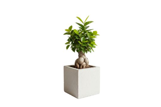 Ginseng Ficus bonsai with thick aerial roots in a square speckled white pot, isolated on white