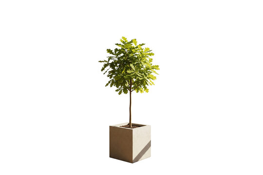 Young oak tree sapling in a tall, light gray concrete planter, isolated on white
