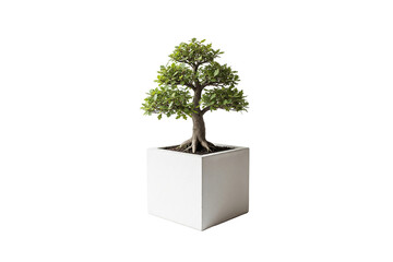 Oak bonsai tree with exposed roots in a large white square concrete planter, isolated on white