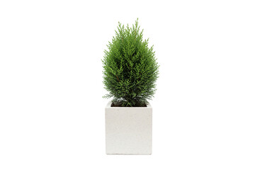 Dwarf conifer or Cypress plant in a square white concrete planter, isolated on white