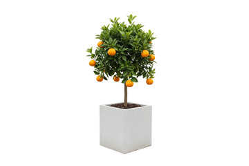 Potted orange tree (Citrus sinensis) with ripe fruit in a square white speckled planter, isolated on white