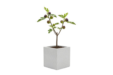 Young fig tree with ripe and unripe fruit in a small square white speckled planter, isolated on white