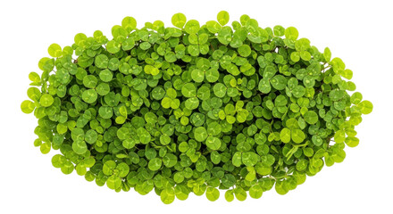 Isolated mound of three-leaf clover plants, a symbol of luck and Irish tradition, greenery