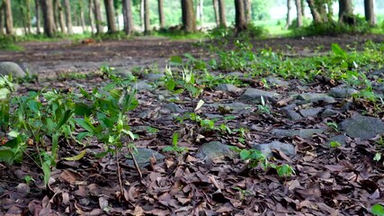 A low-angle view focuses on the rocky forest floor, covered in a thick layer of dry brown leaf litter. Newly sprouted shoots and small green bushes stand out in contrast, moving gently in the breeze.