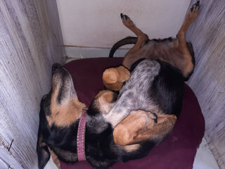 Cute dog lying on its back