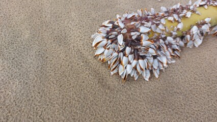 Close-up of a goose barnacles on the beach with space for text