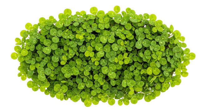 Isolated mound of three-leaf clover plants, a symbol of luck and Irish tradition, greenery