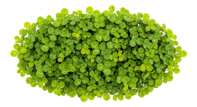 Isolated mound of three-leaf clover plants, a symbol of luck and Irish tradition, greenery