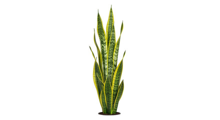 Isolated Snake Plant, Sansevieria trifasciata, a succulent evergreen perennial plant indoors