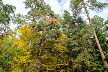 colorful trees in the garden