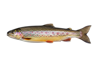 Isolated brown trout, a freshwater fish species with many dark spots and yellowish sides