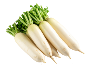 Fresh Bunch of Daikon Radishes with Green Tops Isolated on White Background
