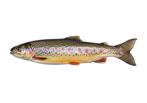 Isolated brown trout, a freshwater fish species with many dark spots and yellowish sides