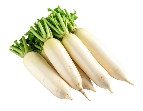 Fresh Bunch of Daikon Radishes with Green Tops Isolated on White Background
