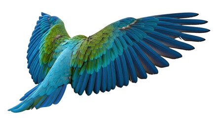 Isolated macaw wings spread, plumage detail, vibrant feathers, and flight-ready