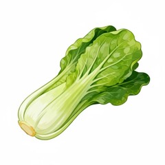 Hand-drawn illustration of bok choy cabbage isolated on white background. The leafy vegetable is depicted in soft shades of green emphasizing freshness and organic design.