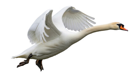 Isolated mute swan flying graceful showing outstretched wings, avian wildlife photography