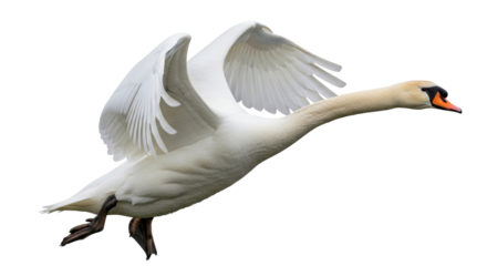 Isolated mute swan flying graceful showing outstretched wings, avian wildlife photography