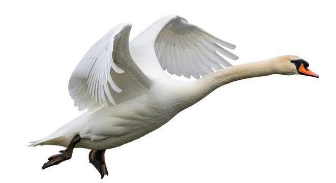 Isolated mute swan flying graceful showing outstretched wings, avian wildlife photography - Powered by Adobe
