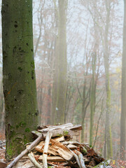 tas de bois de chauffage adossé à un hêtre en forêt